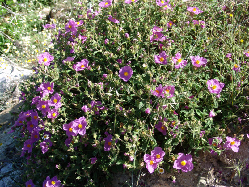 Cistus Creticus (L.) [C. incanus], PARNITHA-3