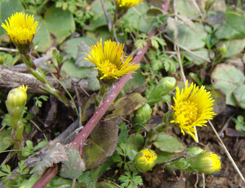 Tussilago farfara (L.), PARNITHA-2