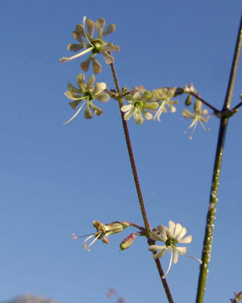 Silene gigantea (L.), PARNITHA-2