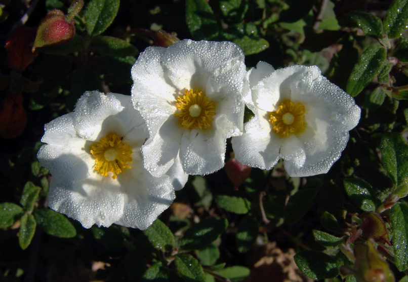 Cistus salvifolius (L.), PARNITHA-2
