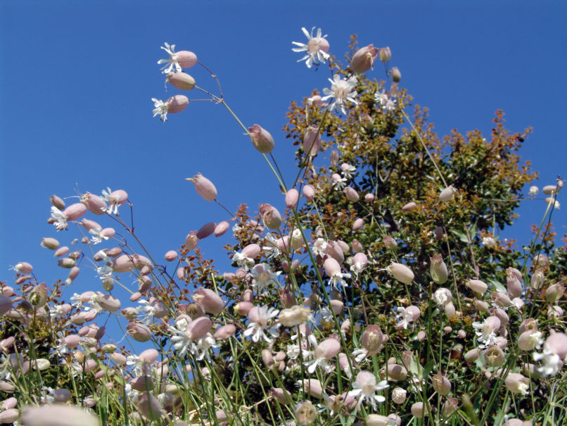 Silene vulgaris (Moench), PARNITHA-2