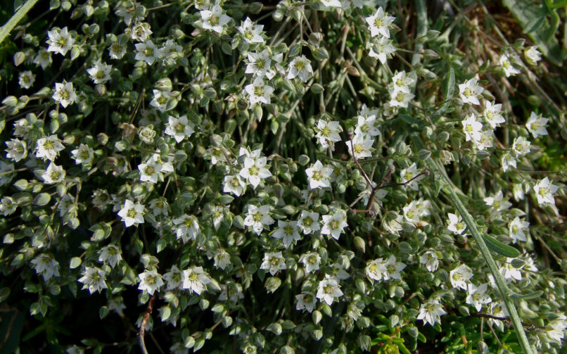 Minuartia verna [ssp. attica]- Boiss. & Spruner), PARNITHA-2