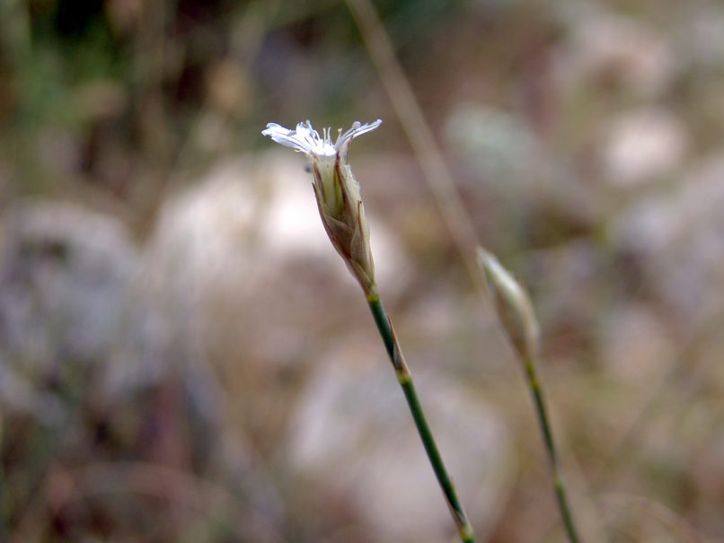 Caryophyllaceae 7 [?], PARNITHA-2