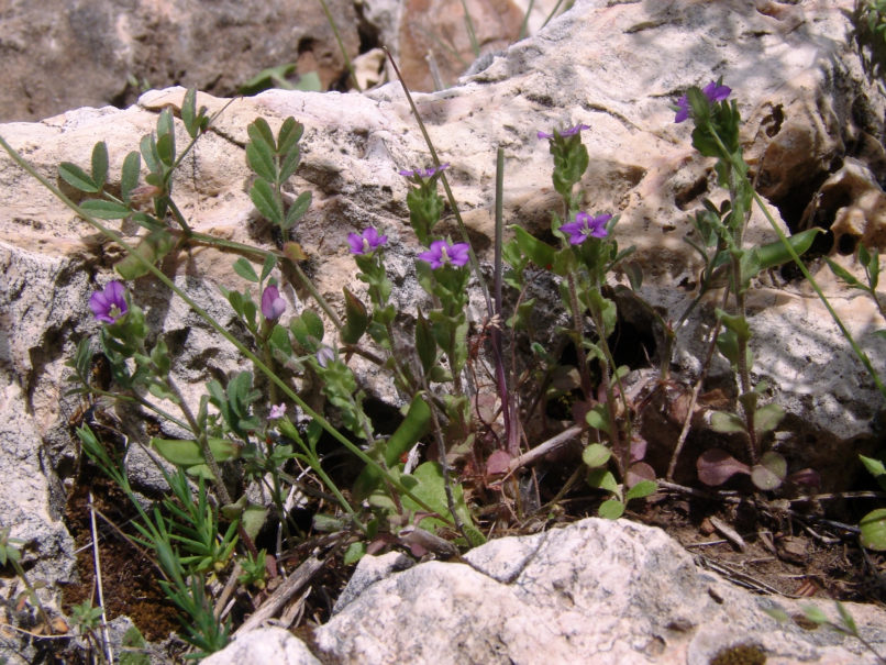 Legousia pentagonia (L.) PARNITHA-2