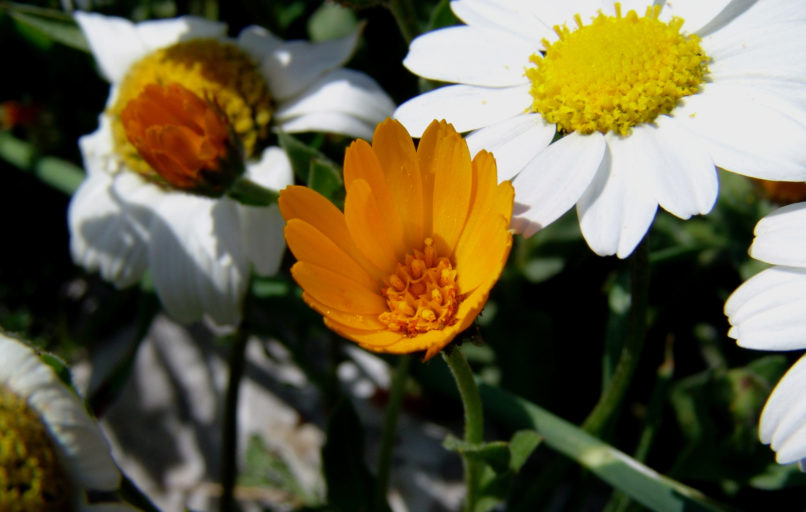 Calendula arvensis (L.), PARNITHA-1