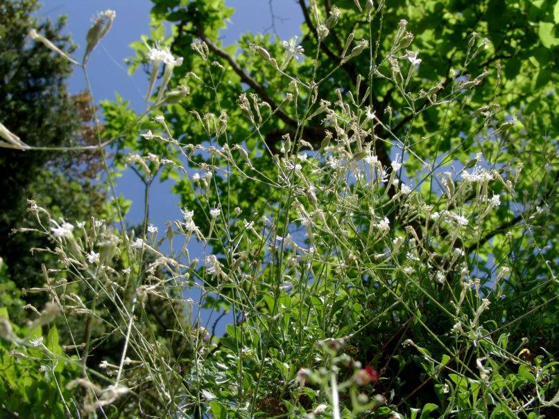 Caryophyllaceae 37 [?], PARNITHA-1