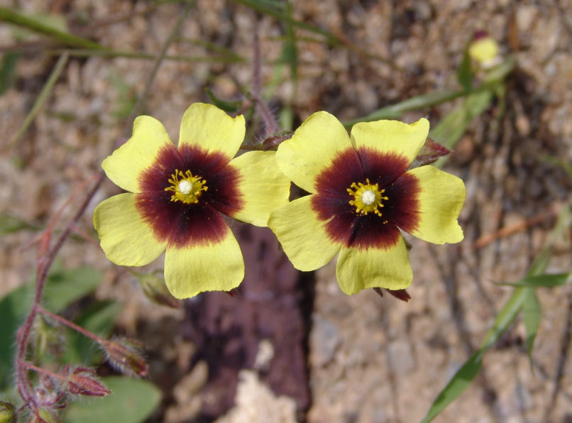 Tuberaria guttata (L.), PARNITHA-1