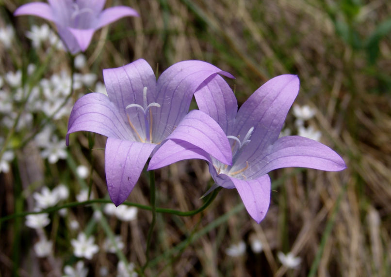 Campanula spatulata (Sibth. & Sm.), PARNITHA-1