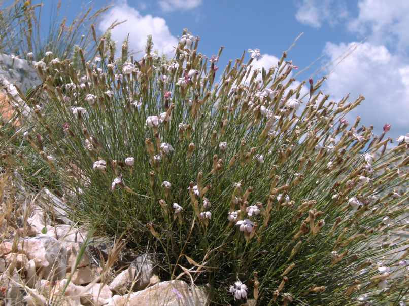 Dianthus serratifolius (Sm.), PARNITHA-3