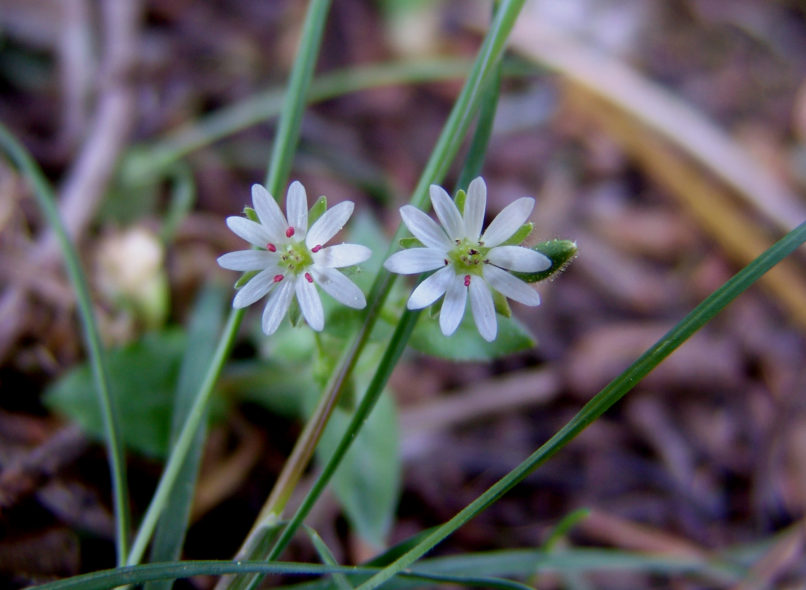 Stellaria media (L.), PARNITHA-2