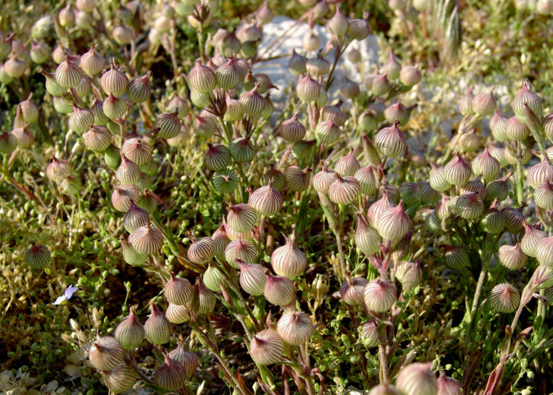 Silene conica (L.), PARNITHA-2