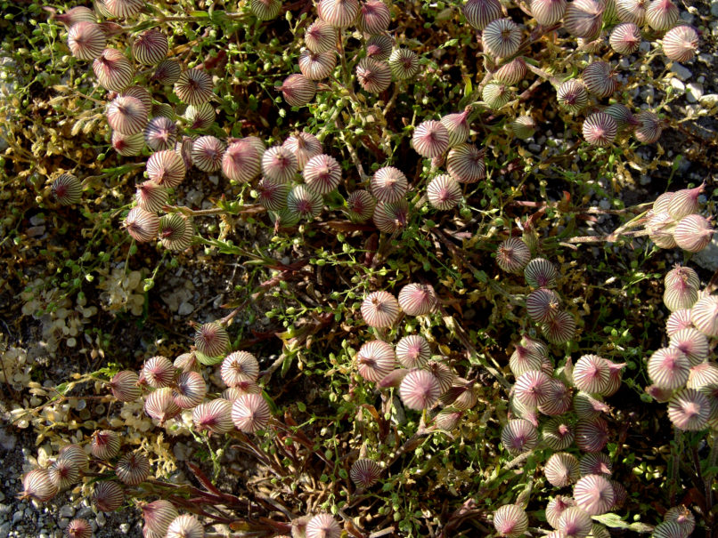 Silene conica (L.), PARNITHA-3