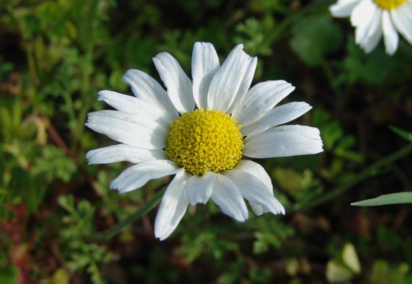 Anthemis chia (L.), PARNITHA-3