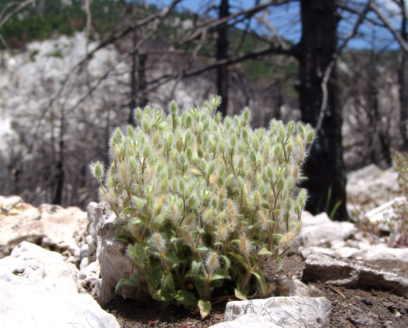 Stellaria pallida (Dumort.) [S. media ssp. apetala], PARNITHA-2