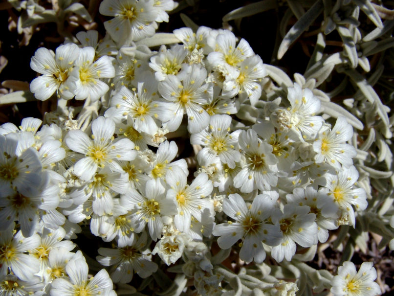 Cerastium candidissimum (Correns.), PARNITHA-3