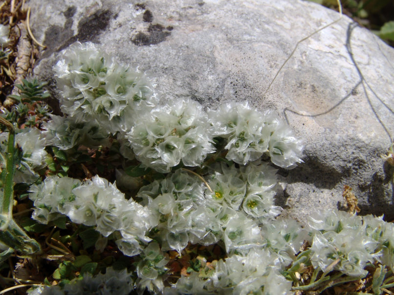 Paronychia macrosepala (Boiss.), PARNITHA-3