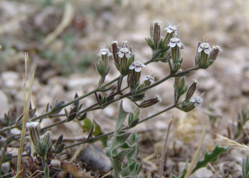 Bolanthus graecus (Schreb.), PARNITHA-2