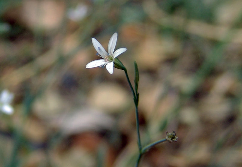 Caryophyllaceae 10 [?], PARNITHA-2