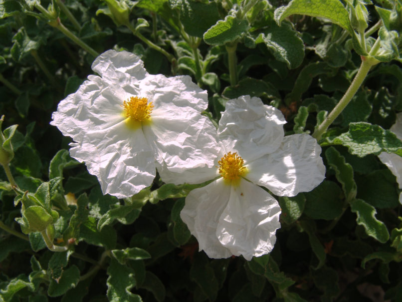 Cistus salvifolius (L.), PARNITHA-3