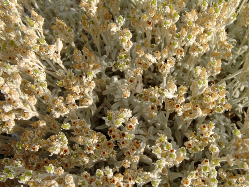 Cerastium candidissimum (Correns.), PARNITHA-5