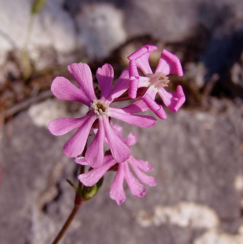 Silene colorata (Poir.), PARNITHA-2