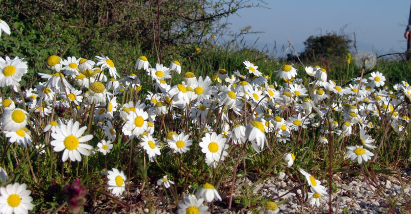 Anthemis chia (L.), PARNITHA-2