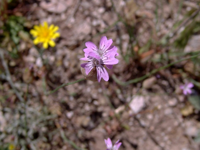 Petrorhagia velutina (Guss.), PARNITHA-2