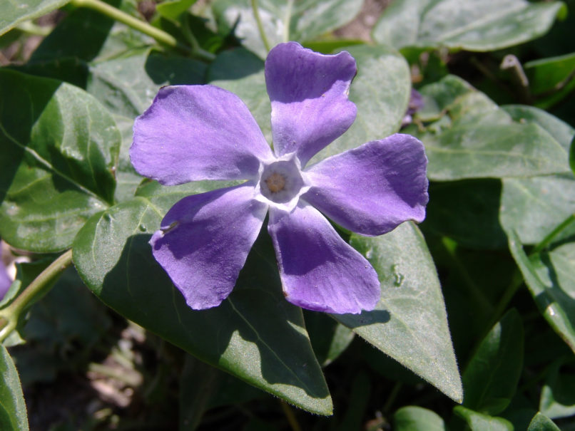Vinca major (L.) PARNITHA-1
