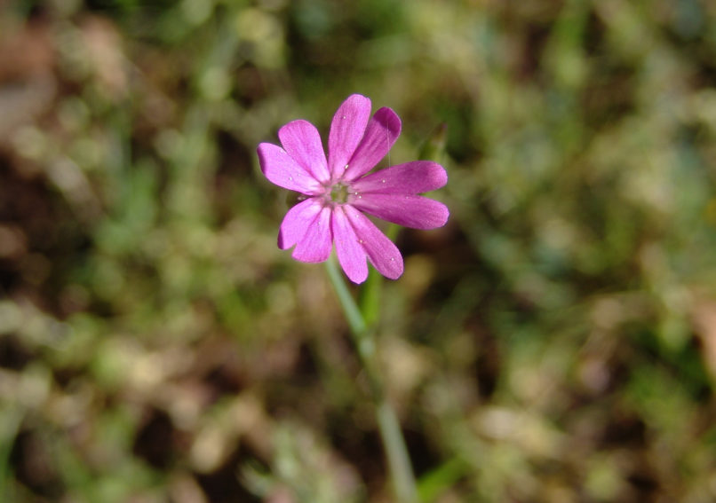 Silene cretica (L.), PARNITHA-2
