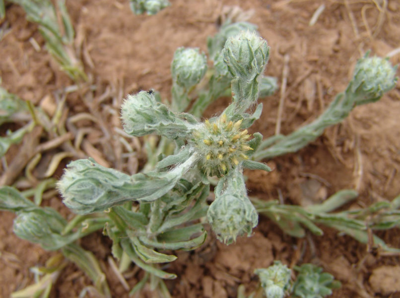 Compositae (Asteraceae) 8 [?], PARNITHA-1