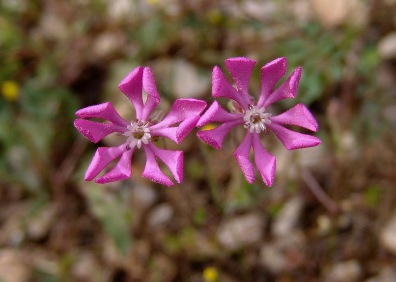 Silene colorata (Poir.), PARNITHA-3