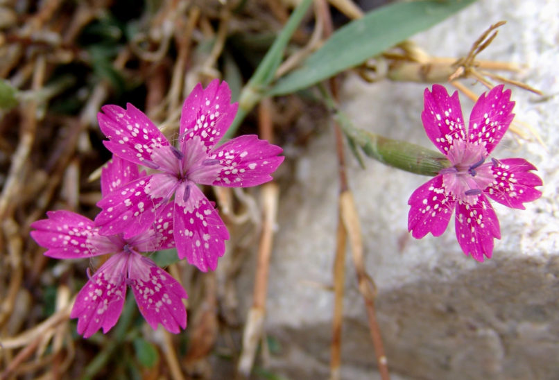 Dianthus diffusus (Sm. in Sibth. & Sm.), PARNITHA-2