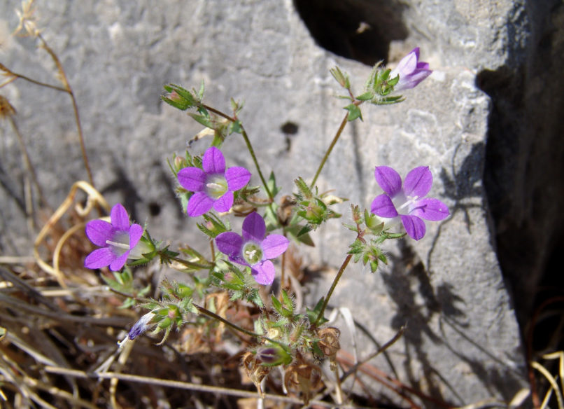Campanula drabifolia (Sibthr. & Sm.), PARNITHA-3