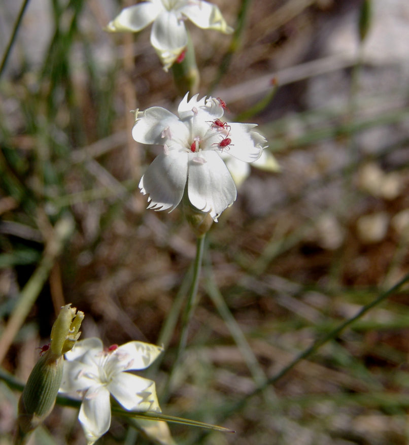 Dianthus serratifolius (Sm.), PARNITHA-2