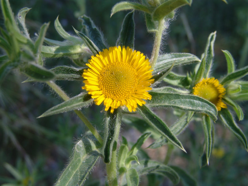 Pallenis spinosa (L.), KITHERONAS-1