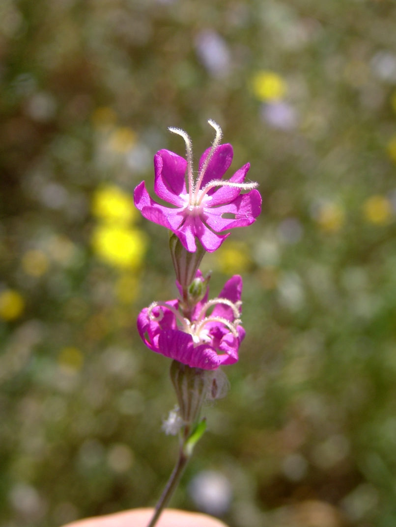 Caryophyllaceae 24 [?], ATTIKA - KYNOSOURA-1