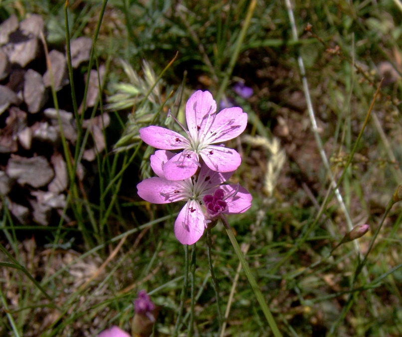 Saponaria hausknechtii (Simmler), SMOLIKAS-1
