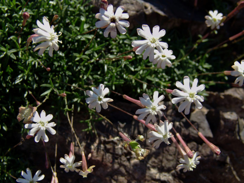 Silene saxifraga (L.), SMOLIKAS-2