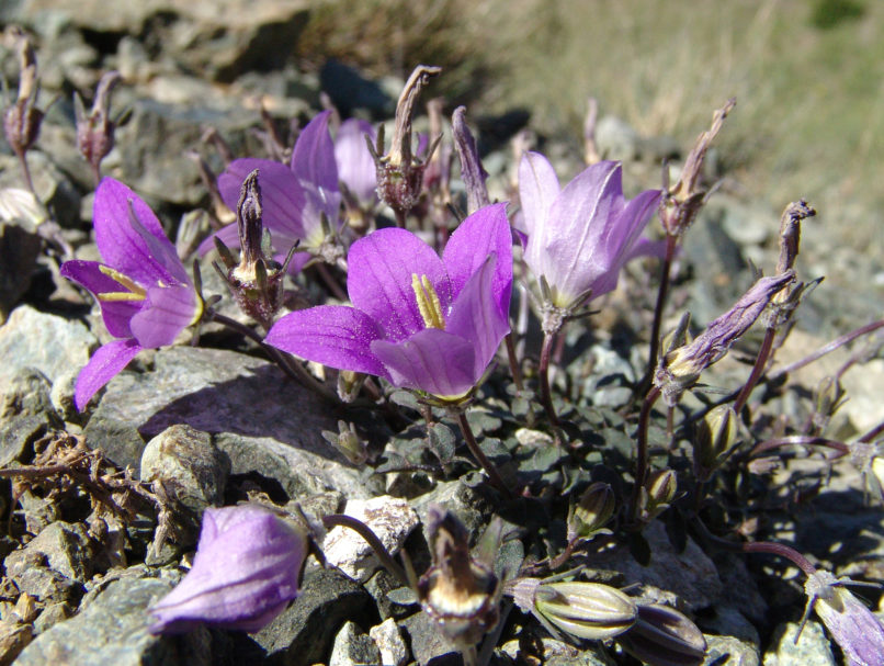 Campanula [?], SMOLIKAS-2