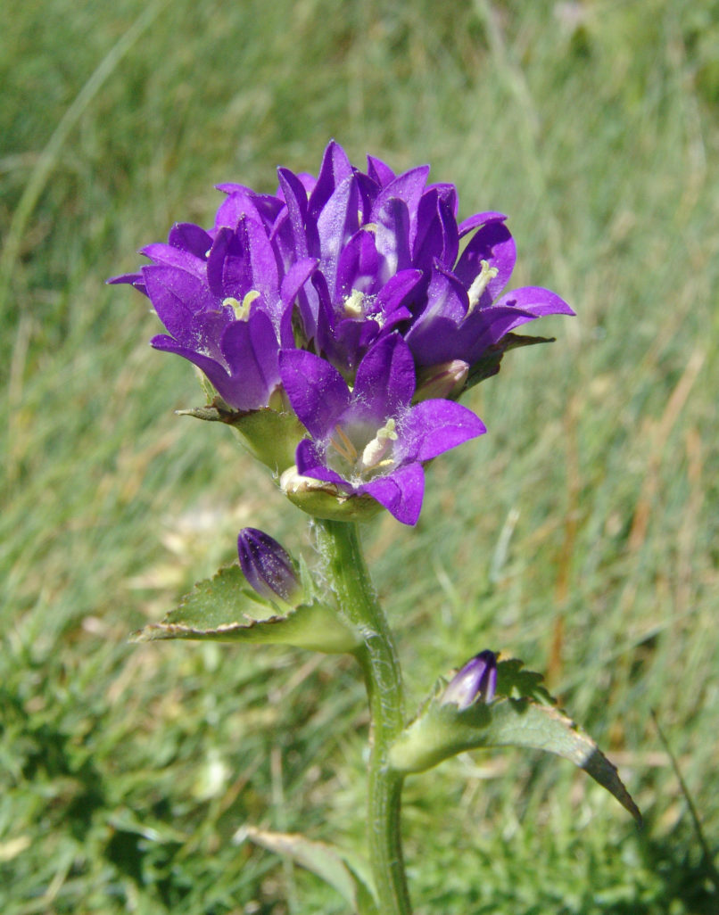Campanula glomerata (L.), SMOLIKAS-1