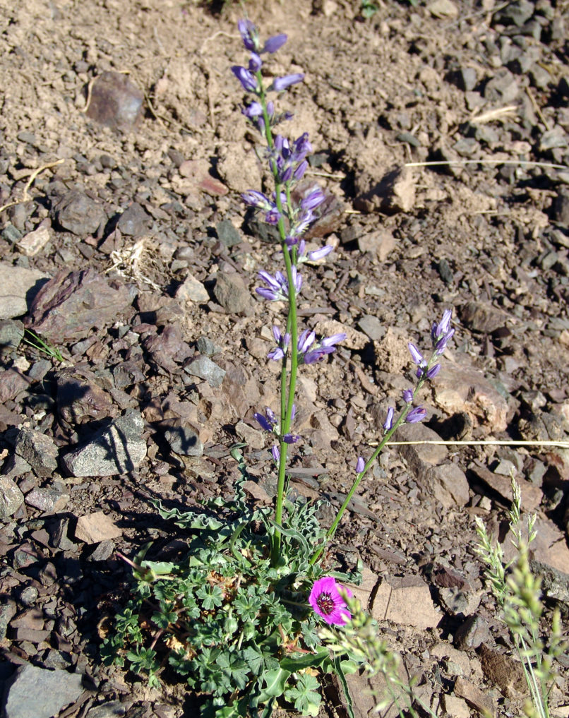 Asyneuma limonifolium (L.), SMOLIKAS-