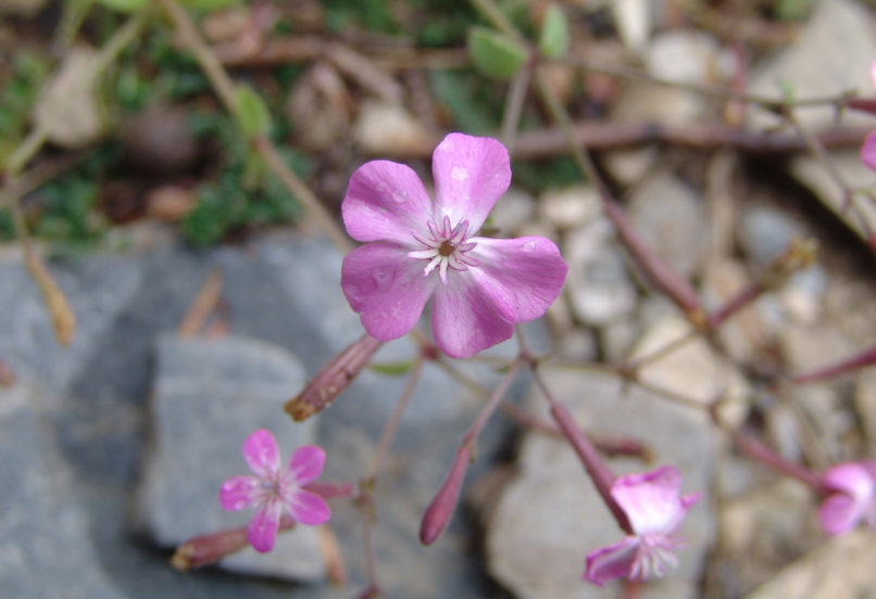 Silene integripetala (Bory & Chaub.), TAYGETOS-2