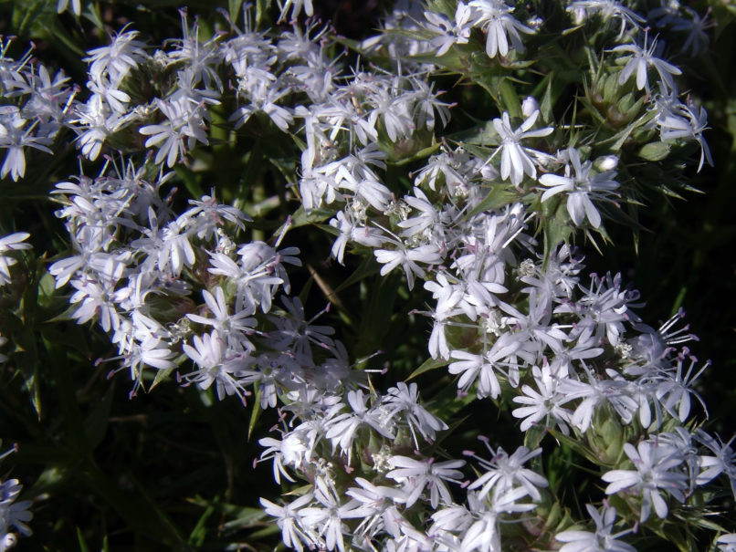 Drypis spinosa (L.), CHELIDONA-1