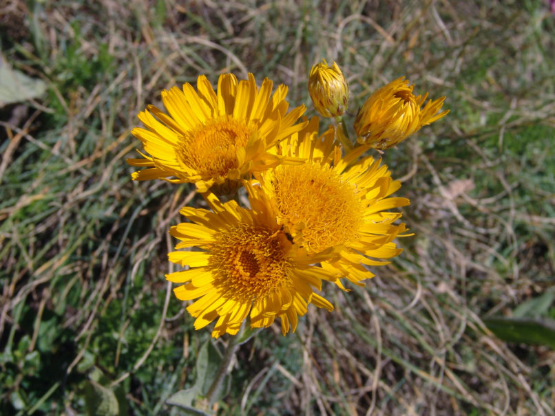 Compositae (Asteraceae) 1 [?], CHELIDONA-1