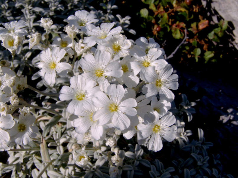 Caryophyllaceae 32 [?], CHELIDONA-1