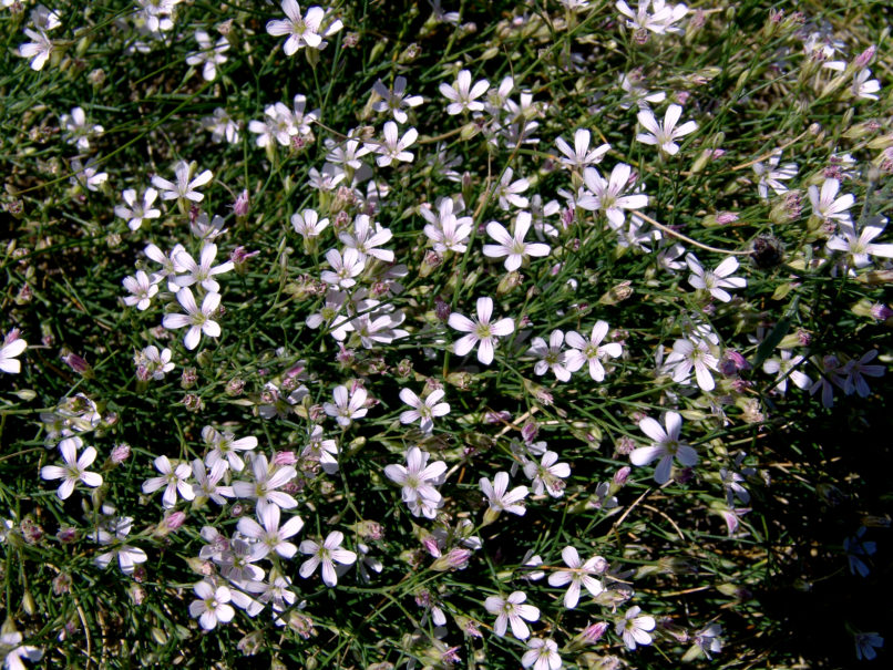 Caryophyllaceae 36 [?], CHELIDONA-1