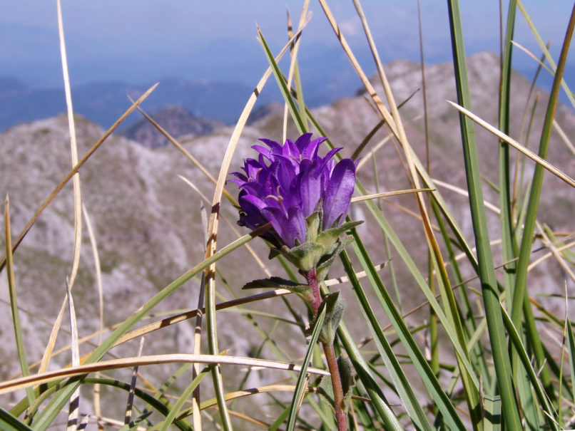 Campanula lingulata (Waldstein & Kitaibel), CHELIDONA-1