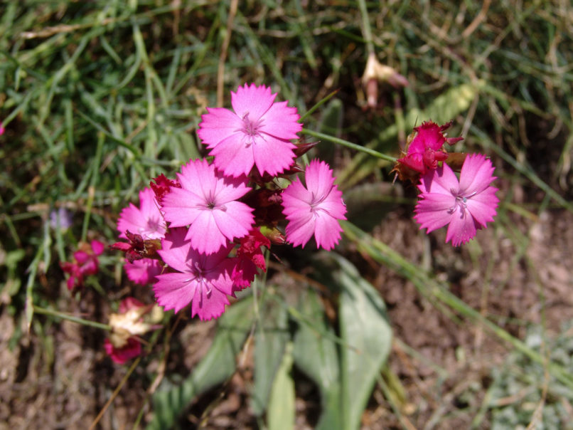 Caryophyllaceae 31 [?], CHELIDONA-2