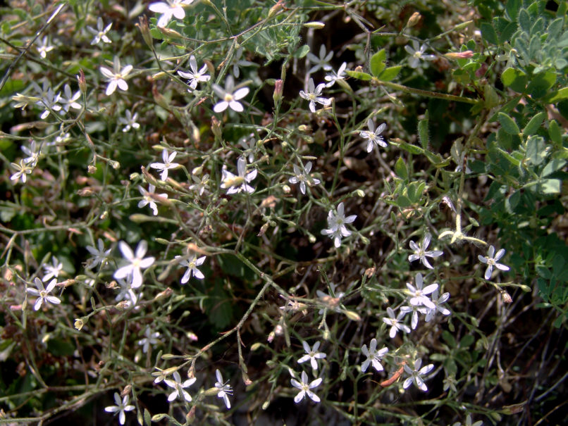 Caryophyllaceae 35 [?], CHELIDONA-1