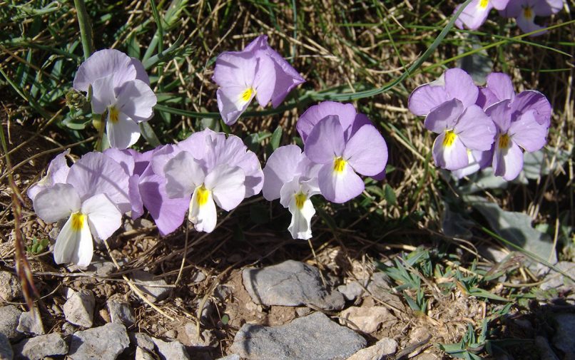 Viola 1 [?], OLYMPOS-1